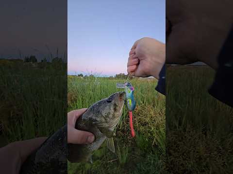 Little guy, right on cue