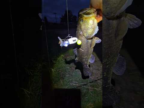 Topwater and braid whine