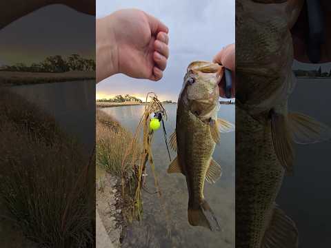 No-look bass catch