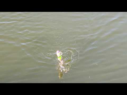 1pc and 2pc swim review