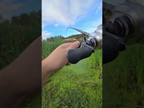 Visualizing the bite