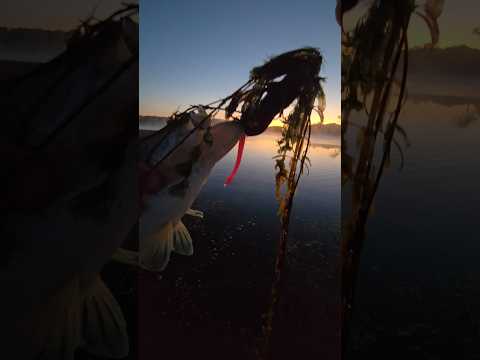 Just keep reeling