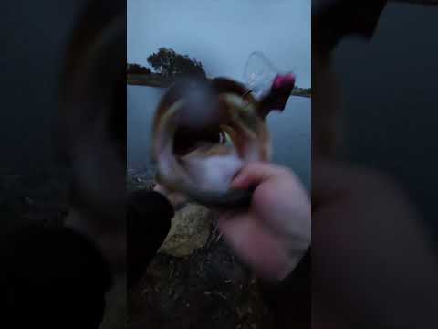 Giant bass on a prototype