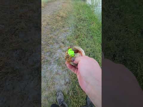 SwimFrat bite, lock test