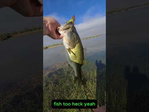 Airborne SwimFrat bite