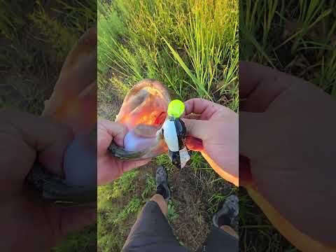 Giant bass in skinny water