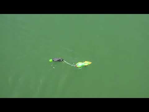 Tandem rat swim