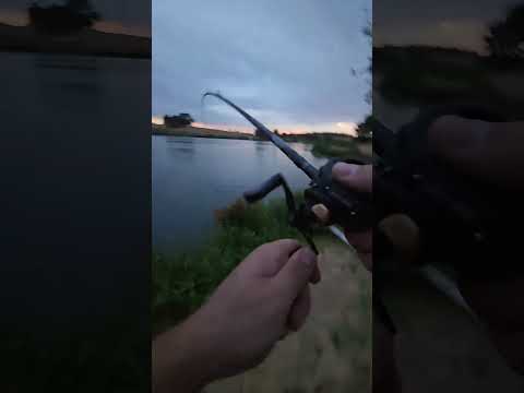 SwimFrat catching bass